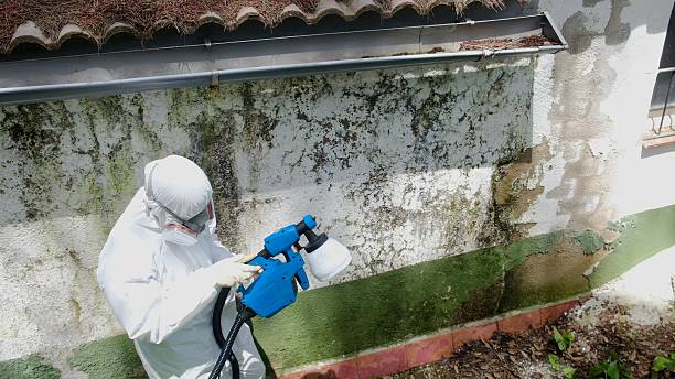 Top rated local Mold Removal specialists in Goodyear, AZ